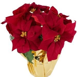 NWT Ashland Festive Red Poinsettia with Gold Wrap
